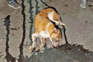Preventing Dog Car Accidents: A Guide | My Caring Dog – Tips, Stories, and Care Guides for Loving Pet Owners