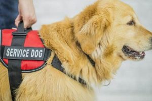 Amazing Service Dog Pics: Inspiring Photos My Caring Dog – Tips, Stories, and Care Guides for Loving Pet Owners Amazing Service Dog Pics: Inspiring Photos | My Caring Dog – Tips, Stories, and Care Guides for Loving Pet Owners