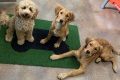 Dog Kindergarten Near Me My Caring Dog – Tips, Stories, and Care Guides for Loving Pet Owners Dog Kindergarten Near Me | My Caring Dog – Tips, Stories, and Care Guides for Loving Pet Owners