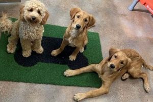 Dog Kindergarten Near Me My Caring Dog – Tips, Stories, and Care Guides for Loving Pet Owners Dog Kindergarten Near Me | My Caring Dog – Tips, Stories, and Care Guides for Loving Pet Owners