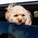 Dog Car Sickness: Will They Grow Out of It? | My Caring Dog – Tips, Stories, and Care Guides for Loving Pet Owners