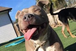 Top Dog Day Care in Tuscaloosa, AL My Caring Dog – Tips, Stories, and Care Guides for Loving Pet Owners Top Dog Day Care in Tuscaloosa, AL | My Caring Dog – Tips, Stories, and Care Guides for Loving Pet Owners