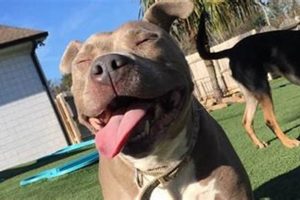 Top Dog Day Care in Tuscaloosa, AL My Caring Dog – Tips, Stories, and Care Guides for Loving Pet Owners Top Dog Day Care in Tuscaloosa, AL | My Caring Dog – Tips, Stories, and Care Guides for Loving Pet Owners