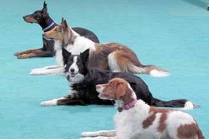 Top Car Dun Al Dog Training Club: Learn More My Caring Dog – Tips, Stories, and Care Guides for Loving Pet Owners Top Car Dun Al Dog Training Club: Learn More | My Caring Dog – Tips, Stories, and Care Guides for Loving Pet Owners