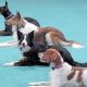 Top Car Dun Al Dog Training Club: Learn More | My Caring Dog – Tips, Stories, and Care Guides for Loving Pet Owners