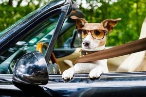 Best Dog Cars & SUVs: Safe Pet Travel My Caring Dog – Tips, Stories, and Care Guides for Loving Pet Owners Best Dog Cars & SUVs: Safe Pet Travel | My Caring Dog – Tips, Stories, and Care Guides for Loving Pet Owners