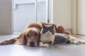 The Ultimate Guide to Car Dog Companionship My Caring Dog – Tips, Stories, and Care Guides for Loving Pet Owners The Ultimate Guide to Car Dog Companionship | My Caring Dog – Tips, Stories, and Care Guides for Loving Pet Owners