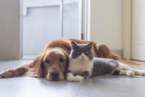 The Ultimate Guide to Car Dog Companionship My Caring Dog – Tips, Stories, and Care Guides for Loving Pet Owners The Ultimate Guide to Car Dog Companionship | My Caring Dog – Tips, Stories, and Care Guides for Loving Pet Owners