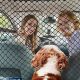 Car Nets For Dogs | My Caring Dog – Tips, Stories, and Care Guides for Loving Pet Owners