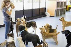 Best Dog Day Care in Kissimmee, FL My Caring Dog – Tips, Stories, and Care Guides for Loving Pet Owners Best Dog Day Care in Kissimmee, FL | My Caring Dog – Tips, Stories, and Care Guides for Loving Pet Owners