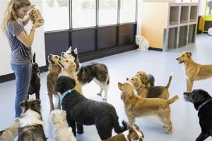 Best Dog Day Care in Kissimmee, FL My Caring Dog – Tips, Stories, and Care Guides for Loving Pet Owners Best Dog Day Care in Kissimmee, FL | My Caring Dog – Tips, Stories, and Care Guides for Loving Pet Owners