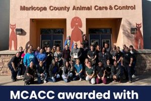 Adopt Loving Dogs in Maricopa County Today! My Caring Dog – Tips, Stories, and Care Guides for Loving Pet Owners Adopt Loving Dogs in Maricopa County Today! | My Caring Dog – Tips, Stories, and Care Guides for Loving Pet Owners