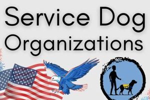 Best Nonprofit Service Dog Organizations & Charities My Caring Dog – Tips, Stories, and Care Guides for Loving Pet Owners Best Nonprofit Service Dog Organizations & Charities | My Caring Dog – Tips, Stories, and Care Guides for Loving Pet Owners