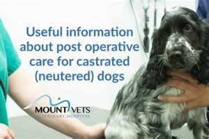 Ultimate Neutered Dog Care Guide & Tips My Caring Dog – Tips, Stories, and Care Guides for Loving Pet Owners Ultimate Neutered Dog Care Guide & Tips | My Caring Dog – Tips, Stories, and Care Guides for Loving Pet Owners