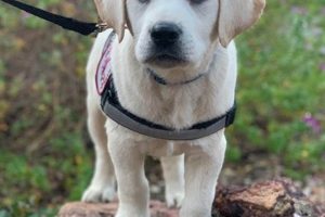 Pro Canine Support Teams for Car Dog Adventures My Caring Dog – Tips, Stories, and Care Guides for Loving Pet Owners Pro Canine Support Teams for Car Dog Adventures | My Caring Dog – Tips, Stories, and Care Guides for Loving Pet Owners