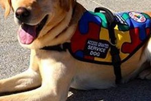 Grants For Autism Service Dogs My Caring Dog – Tips, Stories, and Care Guides for Loving Pet Owners Grants For Autism Service Dogs | My Caring Dog – Tips, Stories, and Care Guides for Loving Pet Owners