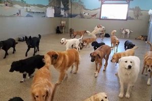 Best Dog Day Care in Iowa: Top Centers My Caring Dog – Tips, Stories, and Care Guides for Loving Pet Owners Best Dog Day Care in Iowa: Top Centers | My Caring Dog – Tips, Stories, and Care Guides for Loving Pet Owners