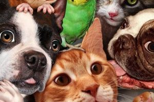 My Favorite Pet Dog: A Complete Guide My Caring Dog – Tips, Stories, and Care Guides for Loving Pet Owners My Favorite Pet Dog: A Complete Guide | My Caring Dog – Tips, Stories, and Care Guides for Loving Pet Owners