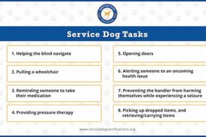 Essential Service Dog Tasks & Training My Caring Dog – Tips, Stories, and Care Guides for Loving Pet Owners Essential Service Dog Tasks & Training | My Caring Dog – Tips, Stories, and Care Guides for Loving Pet Owners