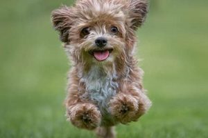 Best Car Dog Accessories: What Are Dog Travel Essentials? My Caring Dog – Tips, Stories, and Care Guides for Loving Pet Owners Best Car Dog Accessories: What Are Dog Travel Essentials? | My Caring Dog – Tips, Stories, and Care Guides for Loving Pet Owners