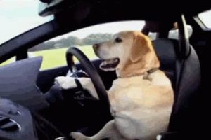 Funny Dog Driving Car GIFs: Hilarious Compilation My Caring Dog – Tips, Stories, and Care Guides for Loving Pet Owners Funny Dog Driving Car GIFs: Hilarious Compilation | My Caring Dog – Tips, Stories, and Care Guides for Loving Pet Owners