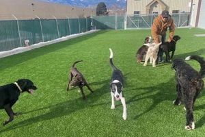 Best Dog Day Care in Colorado Springs | Top Kennels My Caring Dog – Tips, Stories, and Care Guides for Loving Pet Owners Best Dog Day Care in Colorado Springs | Top Kennels | My Caring Dog – Tips, Stories, and Care Guides for Loving Pet Owners