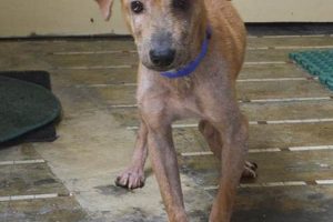 Adopt CARA Dogs: Find Your Furry Friend My Caring Dog – Tips, Stories, and Care Guides for Loving Pet Owners Adopt CARA Dogs: Find Your Furry Friend | My Caring Dog – Tips, Stories, and Care Guides for Loving Pet Owners