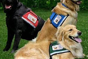 Best Service Dogs in Oregon: Your Guide My Caring Dog – Tips, Stories, and Care Guides for Loving Pet Owners Best Service Dogs in Oregon: Your Guide | My Caring Dog – Tips, Stories, and Care Guides for Loving Pet Owners