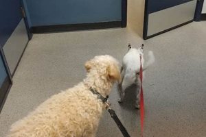 Top Dog Day Care in Sunnyvale, CA My Caring Dog – Tips, Stories, and Care Guides for Loving Pet Owners Top Dog Day Care in Sunnyvale, CA | My Caring Dog – Tips, Stories, and Care Guides for Loving Pet Owners