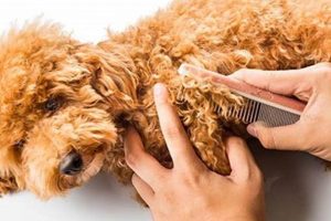 Ultimate Dog Fur Care Guide: Tips & Tricks My Caring Dog – Tips, Stories, and Care Guides for Loving Pet Owners Ultimate Dog Fur Care Guide: Tips & Tricks | My Caring Dog – Tips, Stories, and Care Guides for Loving Pet Owners