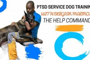 Best PTSD Dog Training Near Me: Find Expert Trainers My Caring Dog – Tips, Stories, and Care Guides for Loving Pet Owners Best PTSD Dog Training Near Me: Find Expert Trainers | My Caring Dog – Tips, Stories, and Care Guides for Loving Pet Owners