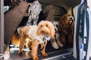 Mobile Dog Care My Caring Dog – Tips, Stories, and Care Guides for Loving Pet Owners Mobile Dog Care | My Caring Dog – Tips, Stories, and Care Guides for Loving Pet Owners