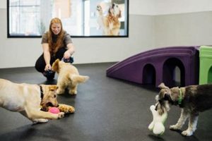 Top Virginia Beach Dog Care & Services My Caring Dog – Tips, Stories, and Care Guides for Loving Pet Owners Top Virginia Beach Dog Care & Services | My Caring Dog – Tips, Stories, and Care Guides for Loving Pet Owners