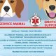 Best Emotional Support Dog Training: A Guide | My Caring Dog – Tips, Stories, and Care Guides for Loving Pet Owners