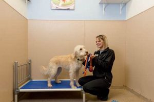Top-Rated Pet Care Hotel for Dogs: Luxury Stays My Caring Dog – Tips, Stories, and Care Guides for Loving Pet Owners Top-Rated Pet Care Hotel for Dogs: Luxury Stays | My Caring Dog – Tips, Stories, and Care Guides for Loving Pet Owners