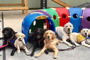 Car Dog: Canine Companions Oceanside & Training My Caring Dog – Tips, Stories, and Care Guides for Loving Pet Owners Car Dog: Canine Companions Oceanside & Training | My Caring Dog – Tips, Stories, and Care Guides for Loving Pet Owners