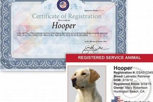 Top US Service Animals Orgs: Find Your Match My Caring Dog – Tips, Stories, and Care Guides for Loving Pet Owners Top US Service Animals Orgs: Find Your Match | My Caring Dog – Tips, Stories, and Care Guides for Loving Pet Owners