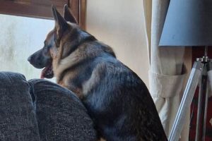 Can't Care For Your Dog? Resources & Help My Caring Dog – Tips, Stories, and Care Guides for Loving Pet Owners Can't Care For Your Dog? Resources & Help | My Caring Dog – Tips, Stories, and Care Guides for Loving Pet Owners