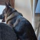 Can't Care For Your Dog? Resources & Help | My Caring Dog – Tips, Stories, and Care Guides for Loving Pet Owners