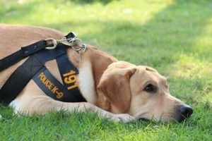 Top Medical Response Dogs for Cars My Caring Dog – Tips, Stories, and Care Guides for Loving Pet Owners Top Medical Response Dogs for Cars | My Caring Dog – Tips, Stories, and Care Guides for Loving Pet Owners
