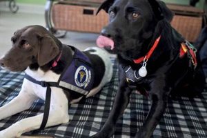 Professional Service Dog Training Guide My Caring Dog – Tips, Stories, and Care Guides for Loving Pet Owners Professional Service Dog Training Guide | My Caring Dog – Tips, Stories, and Care Guides for Loving Pet Owners
