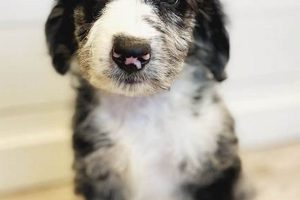 Idaho Puppy Co: Best Car Dogs in Idaho My Caring Dog – Tips, Stories, and Care Guides for Loving Pet Owners Idaho Puppy Co: Best Car Dogs in Idaho | My Caring Dog – Tips, Stories, and Care Guides for Loving Pet Owners