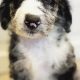 Idaho Puppy Co: Best Car Dogs in Idaho | My Caring Dog – Tips, Stories, and Care Guides for Loving Pet Owners