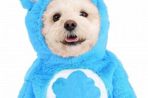 Dog Care Bear Costume | My Caring Dog – Tips, Stories, and Care Guides for Loving Pet Owners