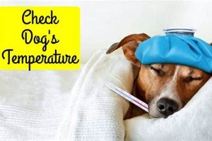 Dog Fever Care: Symptoms, Treatment & Home Tips My Caring Dog – Tips, Stories, and Care Guides for Loving Pet Owners Dog Fever Care: Symptoms, Treatment & Home Tips | My Caring Dog – Tips, Stories, and Care Guides for Loving Pet Owners