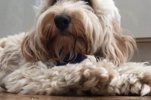 Best Dog Day Care in Hove | Top Kennels My Caring Dog – Tips, Stories, and Care Guides for Loving Pet Owners Best Dog Day Care in Hove | Top Kennels | My Caring Dog – Tips, Stories, and Care Guides for Loving Pet Owners