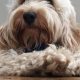 Best Dog Day Care in Hove | Top Kennels | My Caring Dog – Tips, Stories, and Care Guides for Loving Pet Owners