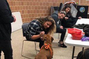 Best Animal Care in Chicago: Dog Care Guide My Caring Dog – Tips, Stories, and Care Guides for Loving Pet Owners Best Animal Care in Chicago: Dog Care Guide | My Caring Dog – Tips, Stories, and Care Guides for Loving Pet Owners