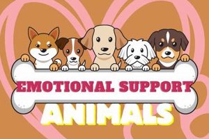 Find Your Perfect ESA Near You | CarDog My Caring Dog – Tips, Stories, and Care Guides for Loving Pet Owners Find Your Perfect ESA Near You | CarDog | My Caring Dog – Tips, Stories, and Care Guides for Loving Pet Owners