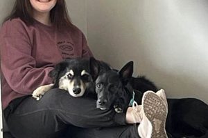 Best Dog Day Care in Stow, OH | Top Kennels My Caring Dog – Tips, Stories, and Care Guides for Loving Pet Owners Best Dog Day Care in Stow, OH | Top Kennels | My Caring Dog – Tips, Stories, and Care Guides for Loving Pet Owners